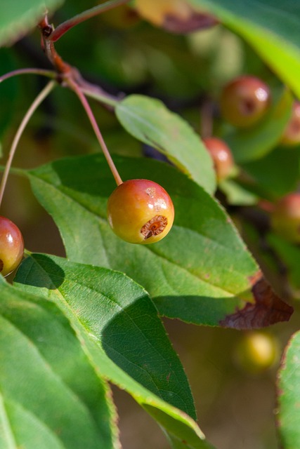 规模的体育 规模的体育